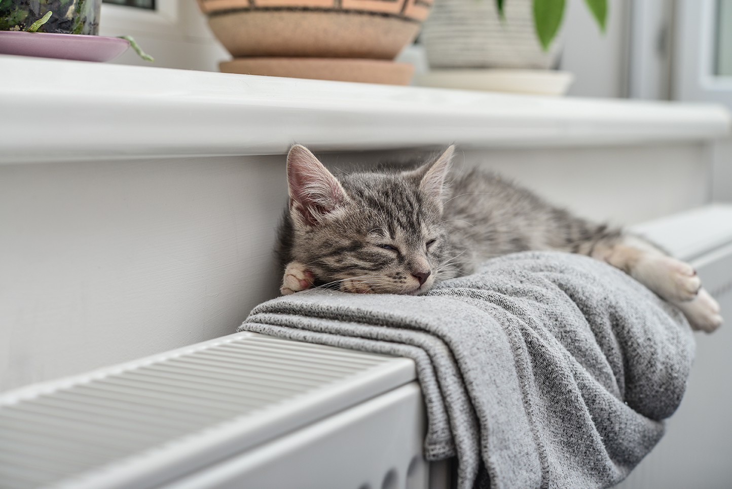 Naturgas Kat Paa Radiator 2020 Fast eller variabel pris