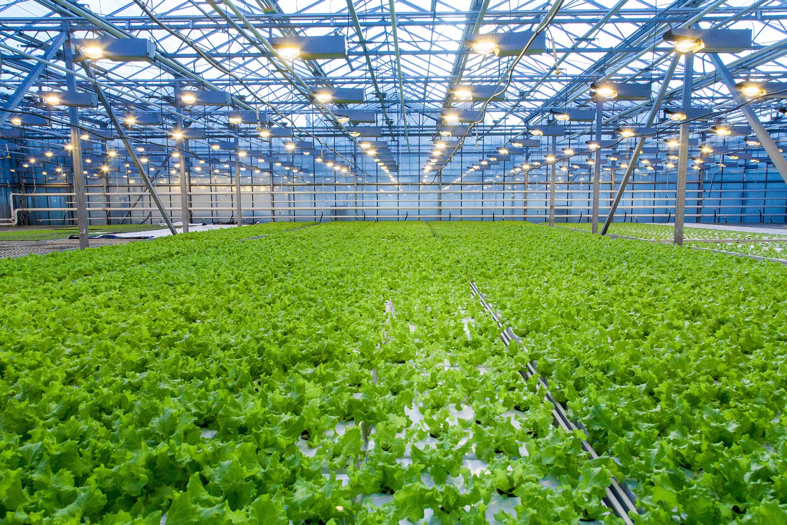 Erhverv Gartner Grøn Plante 2020
