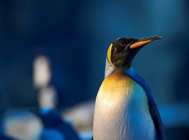 Energi Fyn støtter Odense ZOO